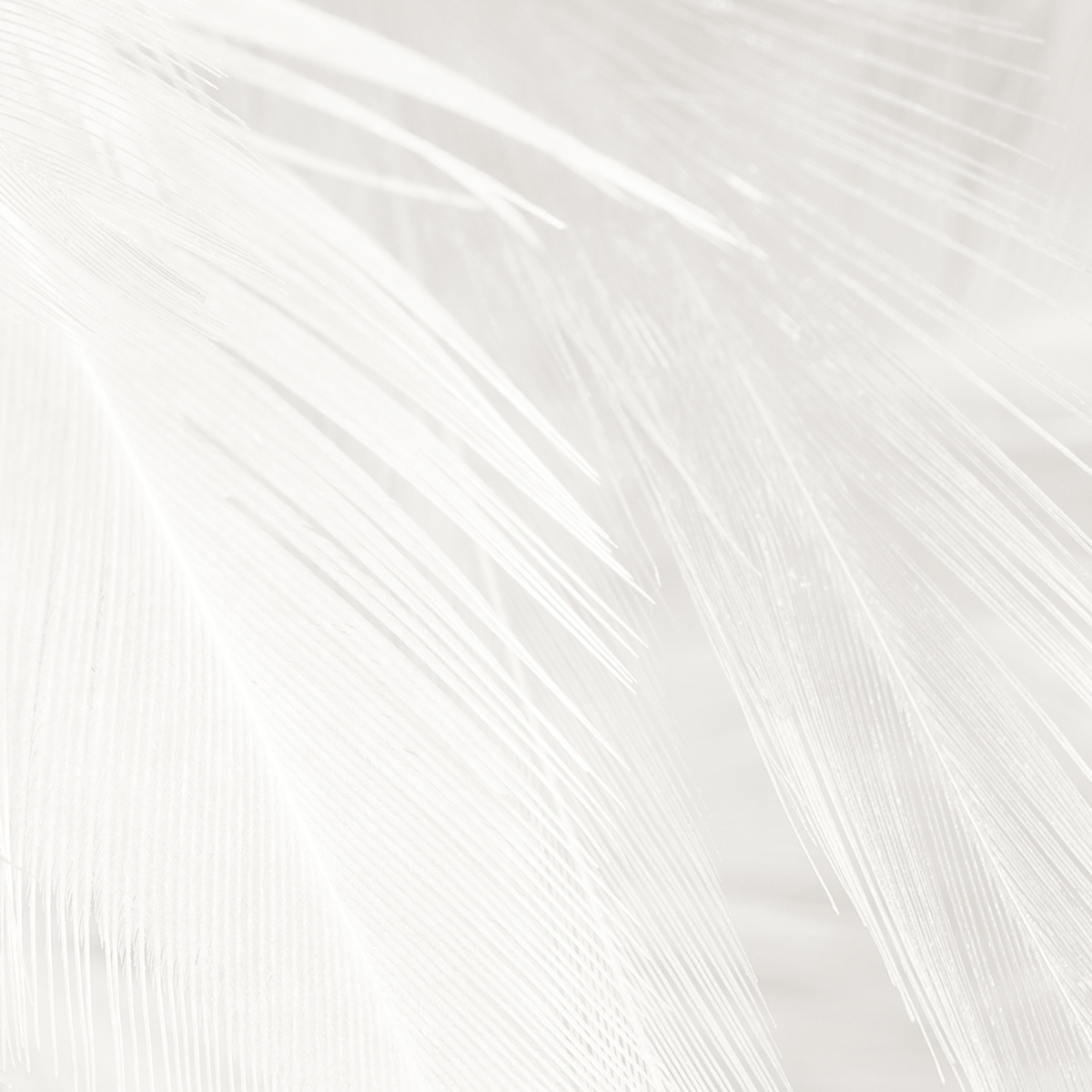Panoramic feather wallpaper - Acte-Deco