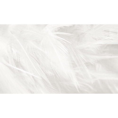 Feathers panoramic wallpaper