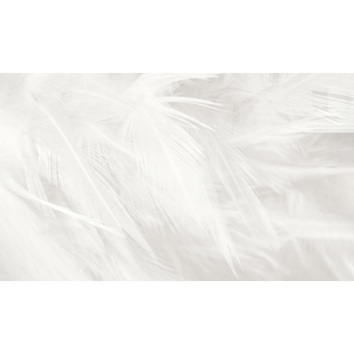 Panoramic feather wallpaper - Acte-Deco