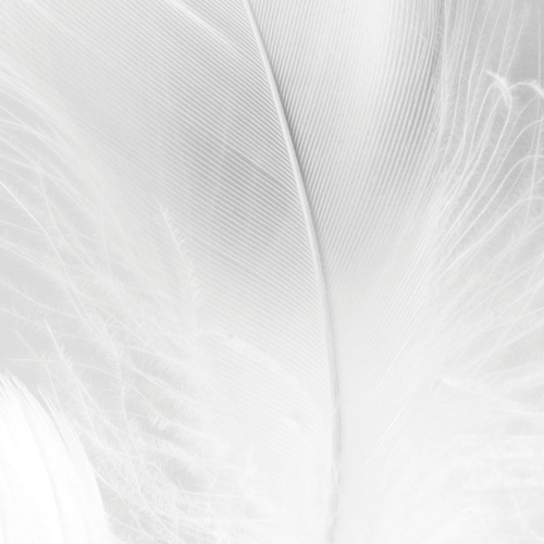 Panoramic feather wallpaper - 1 - Acte-Deco