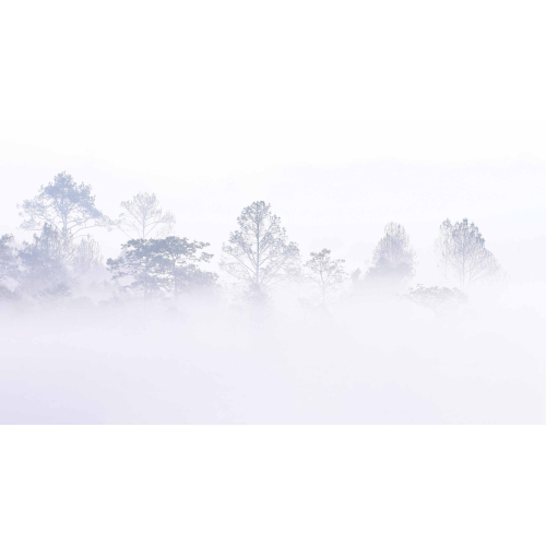 Papel pintado panoramico paisaje forestal de niebla