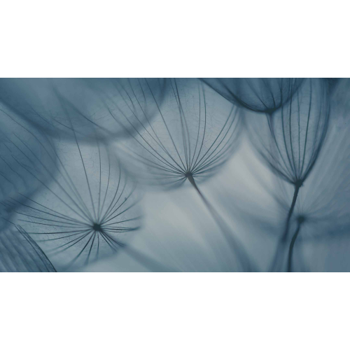 Papier peint panoramique dandelion - Collection Acte-Deco - Acte-Deco