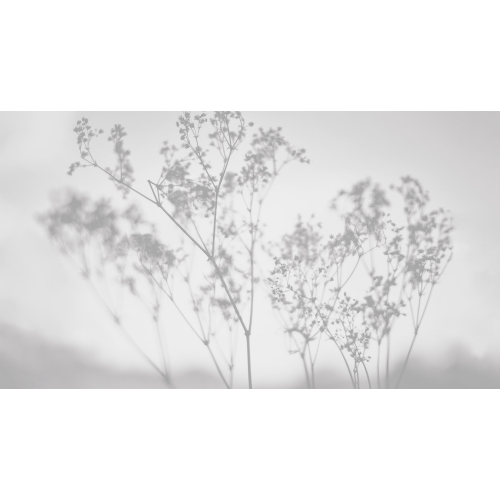 Papel pintado panoramico de flor de campo - Colección Acte-Deco