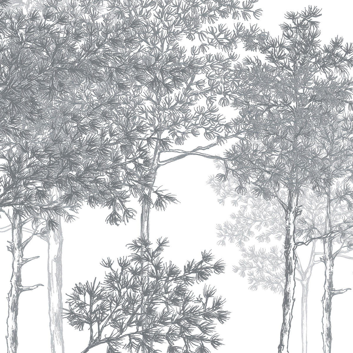Papel pintado panoramico de bosque de abedules 525x250 Blanco y negro