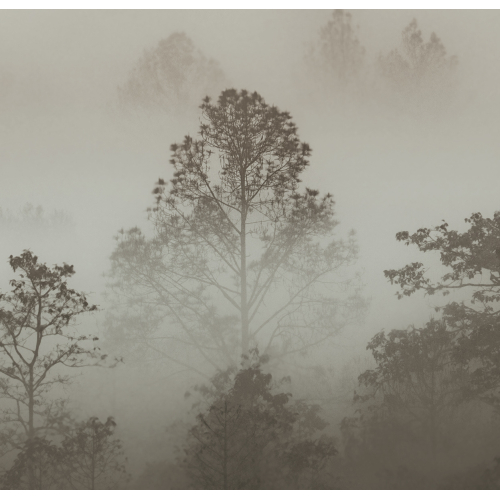 Panoramic Morning Mist Wallpaper - 255