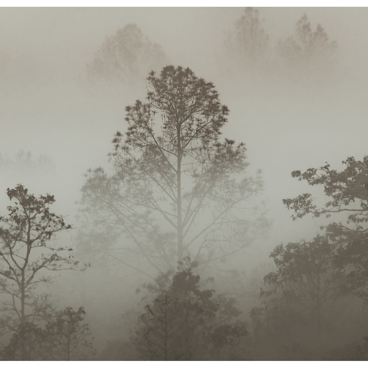 Panoramic Morning Mist Wallpaper | Size L Acte-Deco