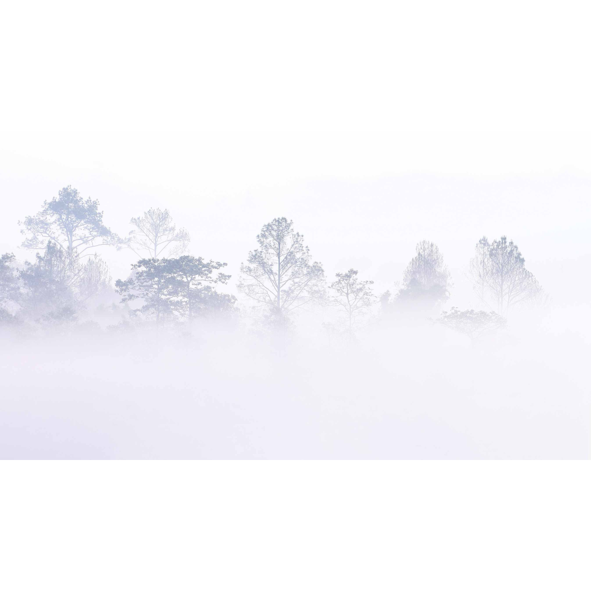 Panorama-Vliestapete Landschaft Wald im Nebel - Acte-Deco