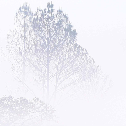 Carta da parati panoramica di foresta nebbiosa - Acte-Deco