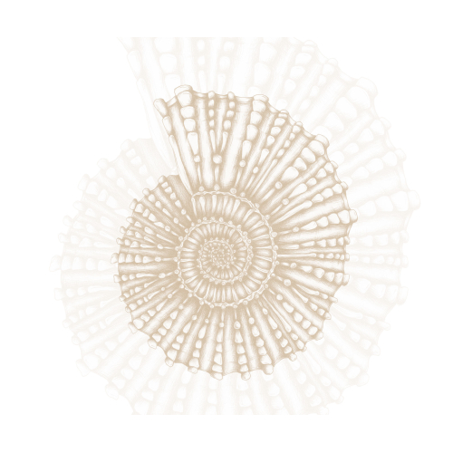 Panoramic wallpaper seashell