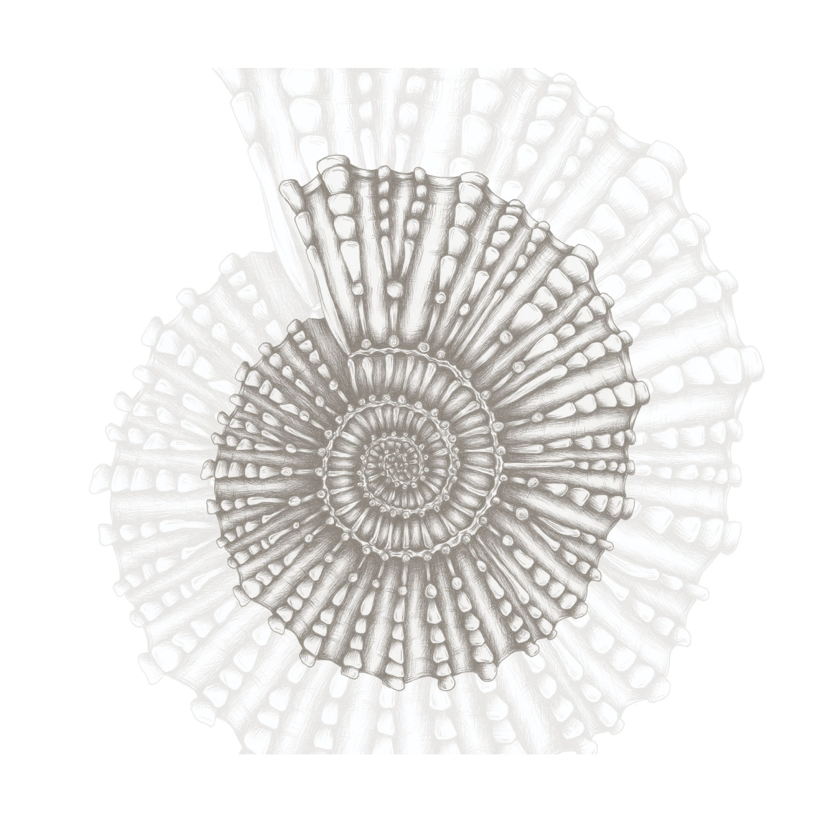 Papier peint panoramique Coquillage - Collection Luluaucrayon - Acte-Deco