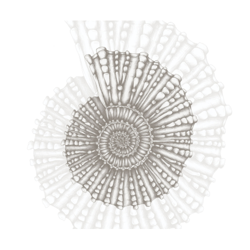 Papier peint panoramique Coquillage - Collection Luluaucrayon - Acte-Deco