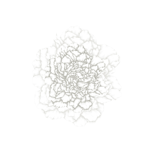 Panorama-Tapete Illustres pétales - Collection Luluaucrayon - Acte-Deco