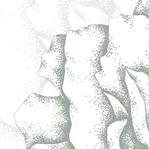 Panorama-Tapete Illustres pétales - Collection Luluaucrayon - Acte-Deco