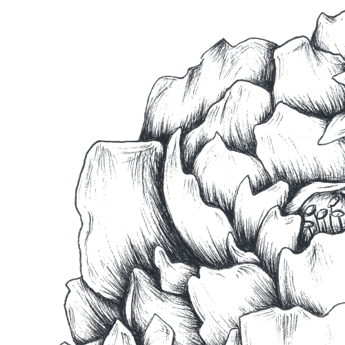 Papier peint panoramique Caresse de pivoines - Collection Luluaucrayon - Acte-Deco