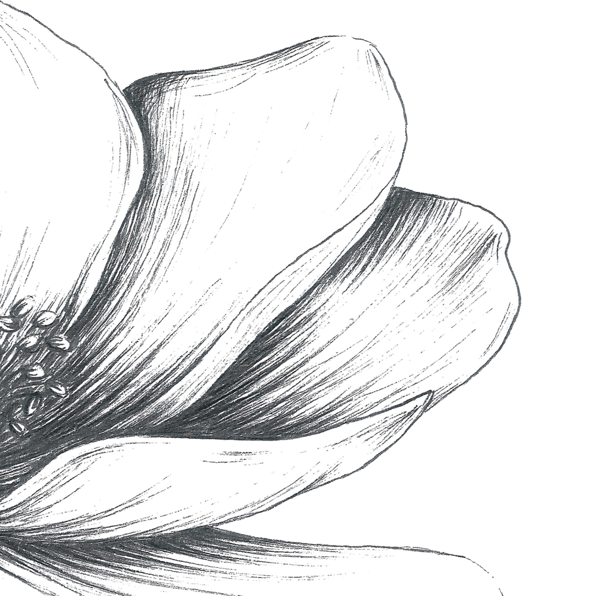 Carta da parati panoramica Anemoni - Collezione Luluaucrayon Acte-Deco