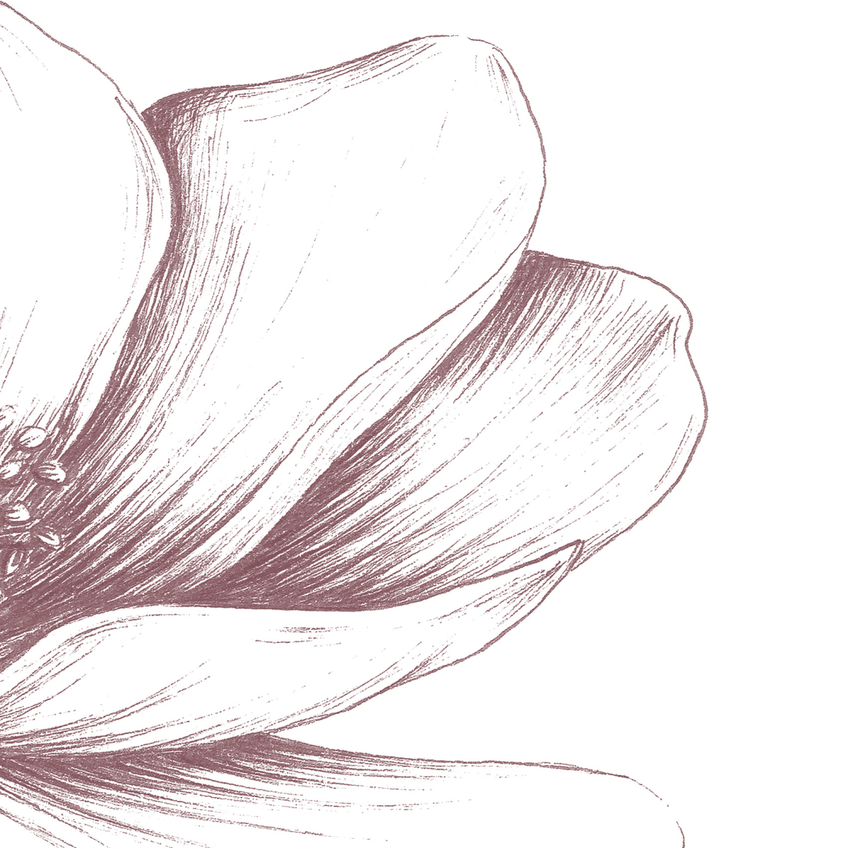 Panoramic wallpaper Anemones - Luluaucrayon collection - Acte-Deco