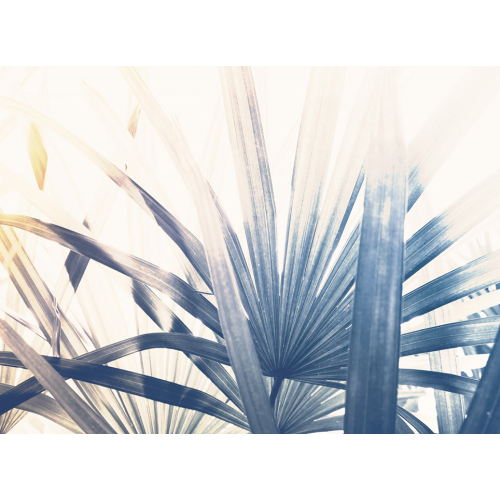 Panoramic palm wallpaper - Lady Palm - Acte-Deco