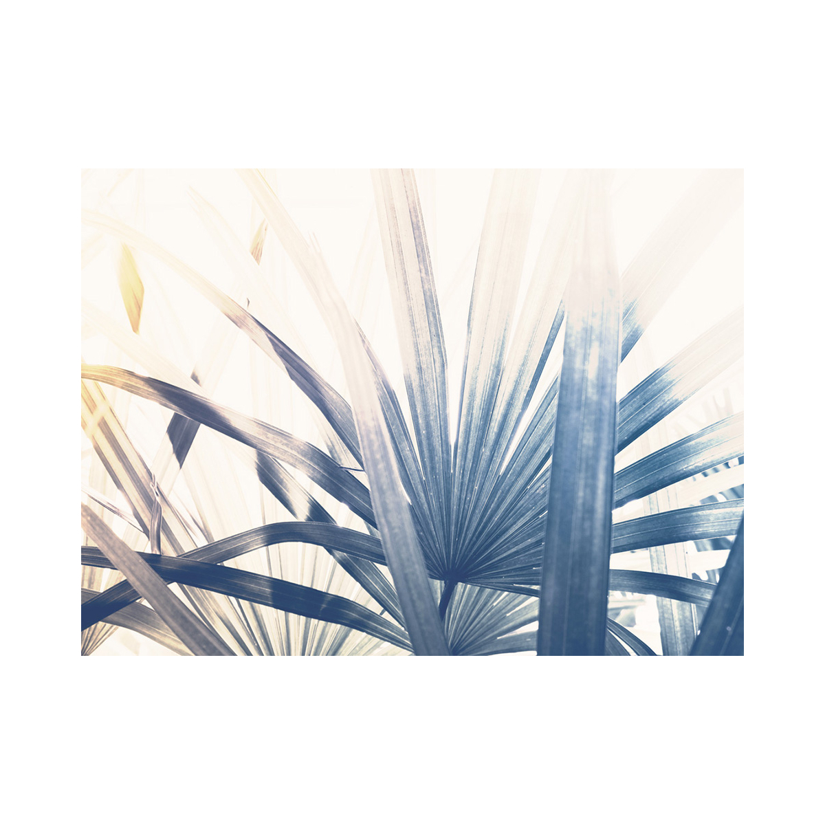 Papier peint palme panoramique - Lady Palm - Acte-Deco