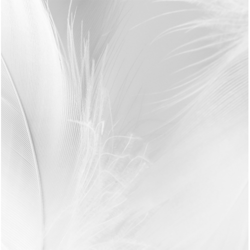 Panoramic wallpaper - Plumes 2 - Collection Acte-Deco